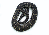 Load image into Gallery viewer, Angolan Python