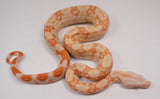 Load image into Gallery viewer, 24&#39; Male  Albino Kahl Hypo Jungle - Sun Glow  Boa Constrictor