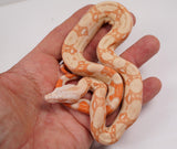 Load image into Gallery viewer, 24&#39; Male  Albino Kahl Hypo Jungle - Sun Glow  Boa Constrictor