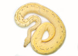 Load image into Gallery viewer, Adult Female Pastel Pinstripe Ball Python