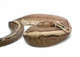 Load image into Gallery viewer, Adult Female Choclate Spider Ball Python