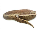 Load image into Gallery viewer, Adult Female Choclate Spider Ball Python
