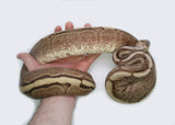 Load image into Gallery viewer, Adult Female Choclate Spider Ball Python