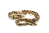 Load image into Gallery viewer, Adult Female Phantom Spider Ball Python