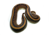 Load image into Gallery viewer, Adult Female Red Stripe Possible het. Gentic Stripe Ball Python