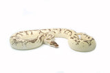 Load image into Gallery viewer, Adult Female Pastel Enchi YellowBelly Hidden Gene Woma Lucifer Python