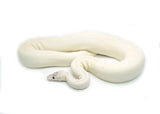 Load image into Gallery viewer, Adult Female Ivory ++ Ball Python