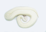 Load image into Gallery viewer, Adult Female Ivory ++ Ball Python