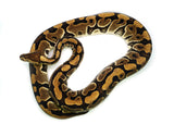 Load image into Gallery viewer, Adult Female Cryptic Ball Python