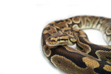 Load image into Gallery viewer, Adult Female Cryptic Ball Python
