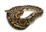 Load image into Gallery viewer, Adult Female Cryptic Ball Python