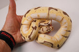 Load image into Gallery viewer, 2022 Female Bumble Bee Enchi Bald Ball Python - SALE! Very Pretty!