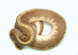 Load image into Gallery viewer, Adult Female Enchi Hidden Gene Woma Yellow Belly/Specter Super Stripe Ball Python