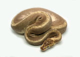 Load image into Gallery viewer, Adult Female Enchi Hidden Gene Woma Yellow Belly/Specter Super Stripe Ball Python