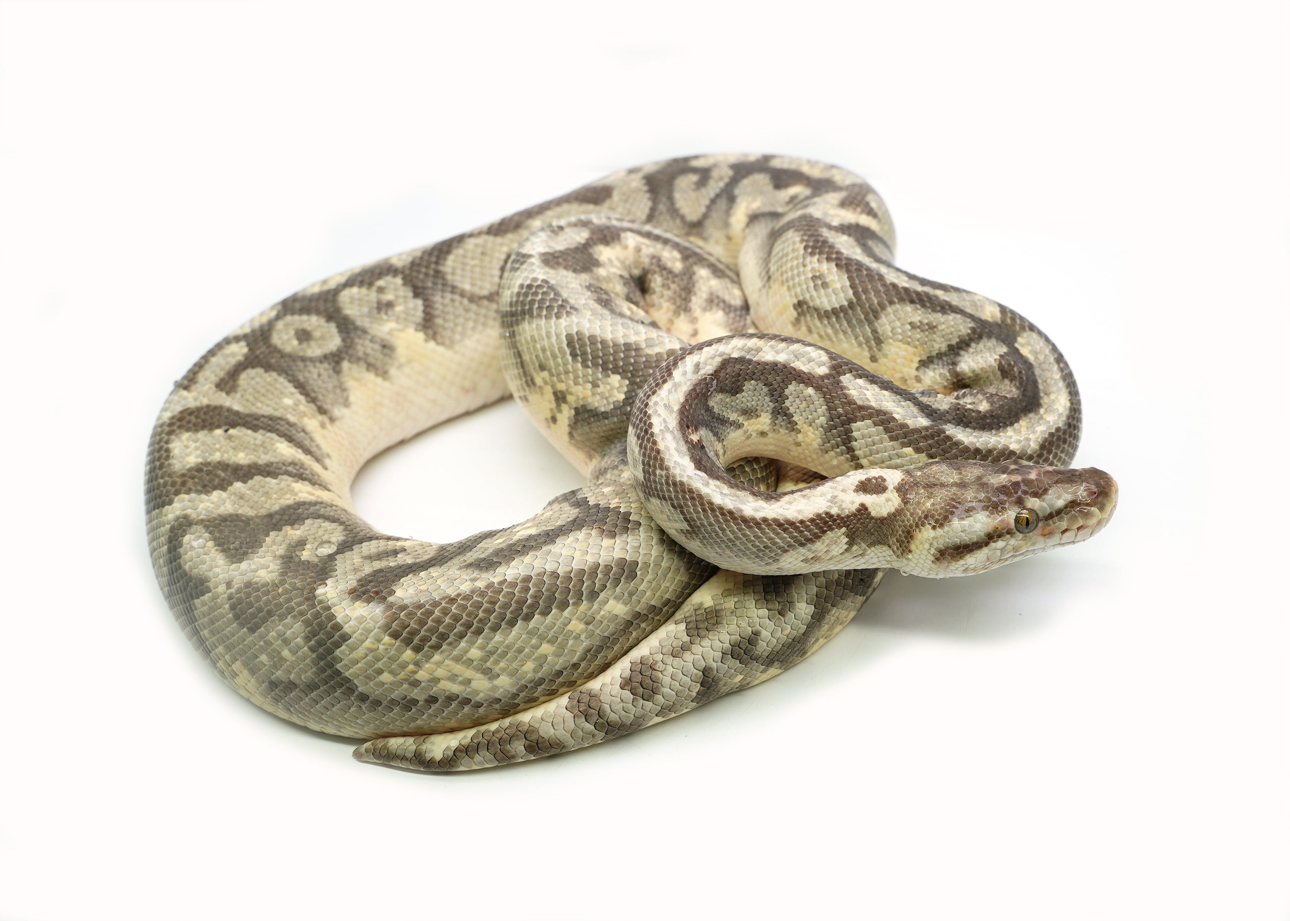 Adult Male Pastel Enchi Hidden Gene Woma Yellowbelly Ball Python – New ...