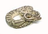 Load image into Gallery viewer, Adult Male Pastel Enchi Hidden Gene Woma Yellowbelly Ball Python