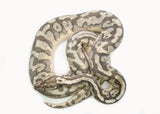 Load image into Gallery viewer, Adult Male Pastel Enchi Hidden Gene Woma Yellowbelly Ball Python