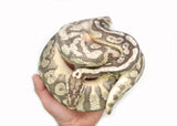 Load image into Gallery viewer, Adult Male Pastel Enchi Hidden Gene Woma Yellowbelly Ball Python