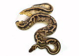 Load image into Gallery viewer, Male Leopard Yellowbelly Piebald ++ Ball Python