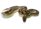Load image into Gallery viewer, Male Leopard Yellowbelly Piebald ++ Ball Python