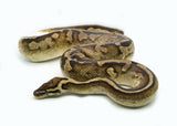 Load image into Gallery viewer, Male Leopard Yellowbelly Piebald ++ Ball Python