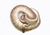 Load image into Gallery viewer, Adult Female Hidden Gene Woma Lucifer Odium + Ball Python