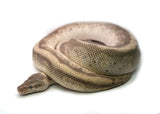 Load image into Gallery viewer, Adult Female Hidden Gene Woma Lucifer Odium + Ball Python