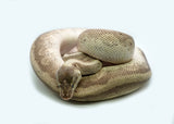 Load image into Gallery viewer, Adult Female Hidden Gene Woma Lucifer Odium + Ball Python