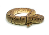 Load image into Gallery viewer, Adult Female Spider Confusion Phantom + Ball Python