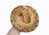 Load image into Gallery viewer, Adult Female Spider Confusion Phantom + Ball Python
