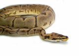 Load image into Gallery viewer, Adult Female Spider Confusion Phantom + Ball Python