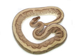 Load image into Gallery viewer, Female Hidden Gene Woma Specter Odium + Ball Python