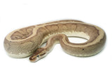 Load image into Gallery viewer, Female Hidden Gene Woma Specter Odium + Ball Python