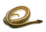 Load image into Gallery viewer, Female Hidden Gene Woma Specter Odium + Ball Python