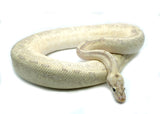 Load image into Gallery viewer, Adult Male Pastel GHI Hidden Gene Woma Bamboo Ball Python