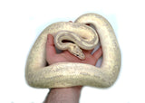 Load image into Gallery viewer, Adult Male Pastel GHI Hidden Gene Woma Bamboo Ball Python