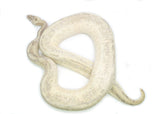 Load image into Gallery viewer, Adult Male Pastel GHI Hidden Gene Woma Bamboo Ball Python