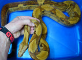 Load image into Gallery viewer, 2020 Male Adult Hypo Jungle 66% Double Het Kahl Albino &amp; Het Blood Boa.