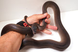 Load image into Gallery viewer, Sub Adult Female Black D&#39;Alberts Python - Captive Raised from baby