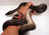 Load image into Gallery viewer, Sub Adult Female Black D&#39;Alberts Python - Captive Raised from baby