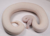 Load image into Gallery viewer, 2022 Male Leucistic Oddity From Pastel Super Stripe Combo + Ball Python - SALE! Wild Card