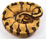 Load image into Gallery viewer, 2023&#39; Male Enchi Lucifer Bald YB Fader Ball Python - SALE!