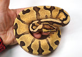 Load image into Gallery viewer, 2023&#39; Male Enchi Lucifer Bald YB Fader Ball Python - SALE!