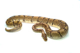 Load image into Gallery viewer, Adult Female Phantom Spider Ball Python