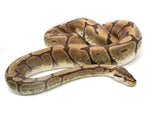 Load image into Gallery viewer, Adult Female Phantom Spider Ball Python