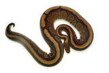 Load image into Gallery viewer, Adult Female Red Stripe Possible het. Gentic Stripe Ball Python
