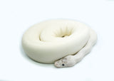 Load image into Gallery viewer, Adult Female Ivory ++ Ball Python