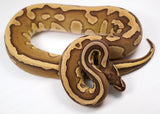 Load image into Gallery viewer, 2022 Male Leopard Lesser Platinum Het. Cryptic (Pairs with Clown) Ball Python - SALE!