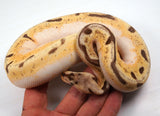 Load image into Gallery viewer, 2022 Female Spider Enchi Orange Dream Bald Ball Python