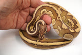 Load image into Gallery viewer, 2022 Male Leopard Lesser Platinum Het. Cryptic (Pairs with Clown) Ball Python - SALE!